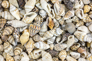 seashells background. macro shot of various beautiful sea shells