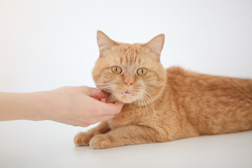 female hand patting red cat on white background