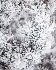 Coniferous branches covered with hoarfrost