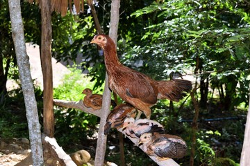 Thai hen and chick on log with natural green background , Thailand 
