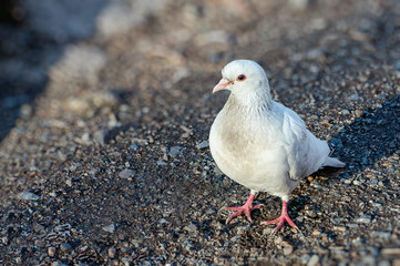 beautiful white dove sitting on the ground and looking at the camera