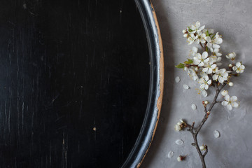 Background with a flowering spring branch of plum trees on plaster plaster and a black tray