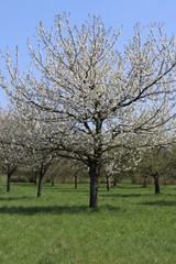 Obraz premium Obstbaumplantage in Franken im Frühling