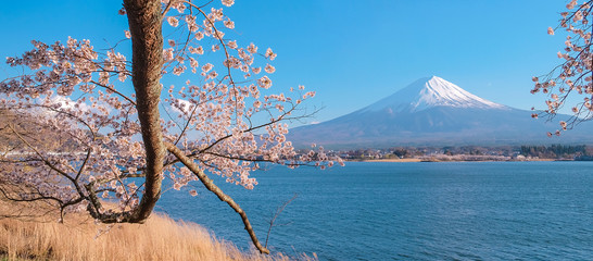 Mount Fuji with snow capped, blue sky and beautiful Cherry Blossom or pink Sakura flower tree in Spring Season at Lake kawaguchiko, Yamanashi, Japan. landmark and popular for tourist attractions