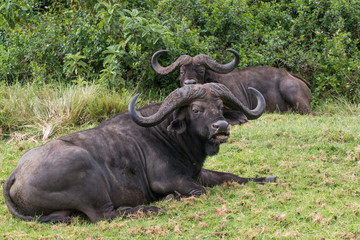 Obraz premium Cape buffalo