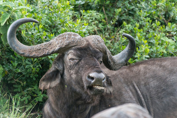 Cape buffalo