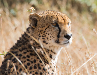 Cheeta