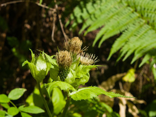 Blooming Cabbage or Siberian Thistle, Cirsium oleraceum, flowers, bud and leaves with fly defocused, close-up