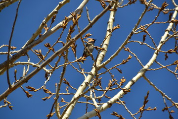 Bohemian Waxwings in a Tree 1