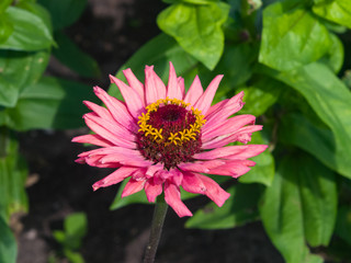 Obraz premium Pink flower of Youth-and-age, Zinnia elegans, macro, selective focus, shallow DOF