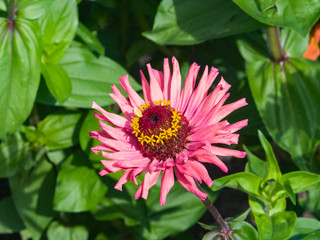 Obraz premium Pink flower of Youth-and-age, Zinnia elegans, macro, selective focus, shallow DOF