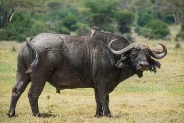 Obraz premium Cape buffalo