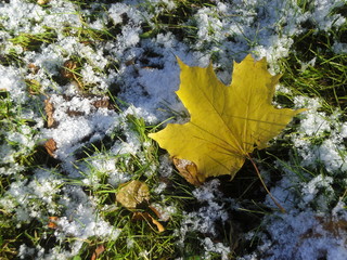 Жёлтый кленовый лист лежит на опавшей листве, покрытой снегом.