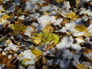 Осенние жёлтые листья покрытые крупнозернистым снегом.