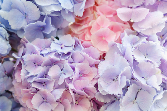 Fototapeta beautiful hydrangea flowers in a vase on a table . Bouquet of light blue, lilac and pink flower. Decoration of home. Wallpaper and background