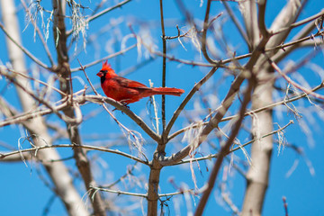 A male cardinal with bright red feathers in a tree during early spring.