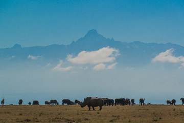 Obraz na płótnie Canvas rhino and mount Kenya