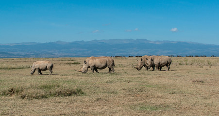 Naklejka na ściany i meble Rhino with Mount Kenya in the background