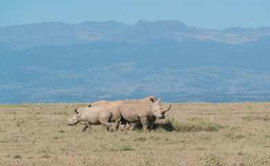 Obraz premium White Rhino