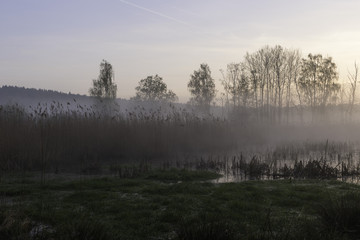 Bog Landscape in Springtime in Dawn