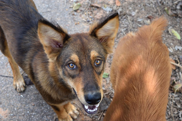 The happy face of a dog with descent from wolf , Bright color pattern fur over both eyes , Wild animals become pets , Thailand
