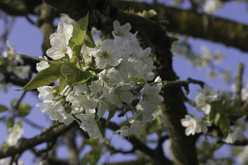 Apple Tree Flowers in Bloom on Blue Sky Background