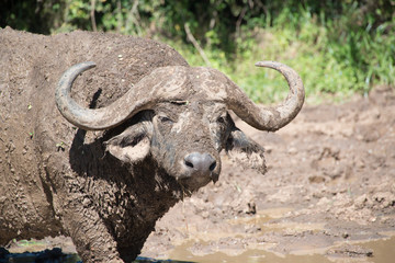 Obraz premium Cape buffalo