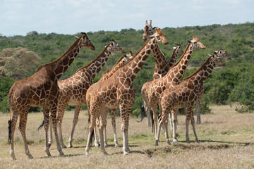 Naklejka premium Herd of Giraffe