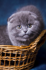 Gray blue Scottish kittens