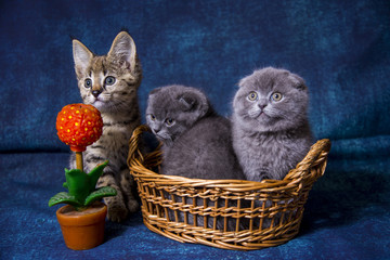Gray blue Scottish kittens and Savannah F1