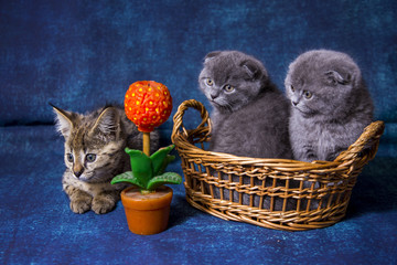 Gray blue Scottish kittens