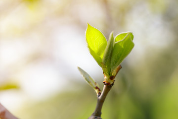 Green leaves in city park in the spring afternoon