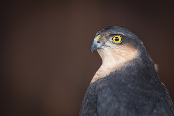 Hawk
