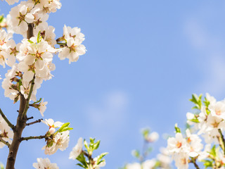 Obraz na płótnie Canvas Almond tree blooms