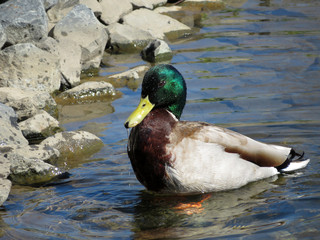 Male duck Mallard splashing in the water near the rocky shore. Duck in water drops. Hot weather concept