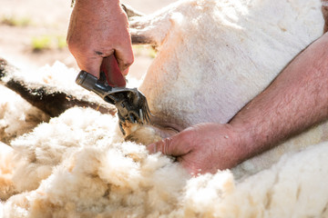 Schafschur mit Schafschermaschine im Frühling, scheren des Winterpelz