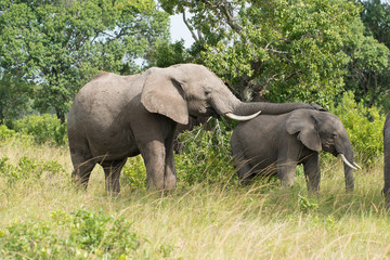 Obraz premium Elephant Love