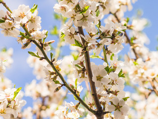 Almond tree blooms