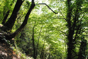 Fototapeta premium Sochi