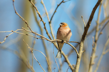 chaffinch on a branch in spring