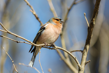 singing chaffinch in the spring