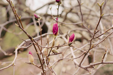 Amazing magnolia flowers in the spring season