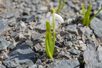 Fototapeta premium schneeglöckchen frühling