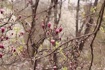 Amazing magnolia flowers in the spring season