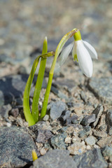 schneeglöckchen frühling