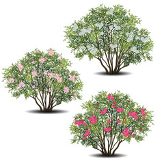 set of nerium oleander bushes with green leaves and flowers - obrazy, fototapety, plakaty