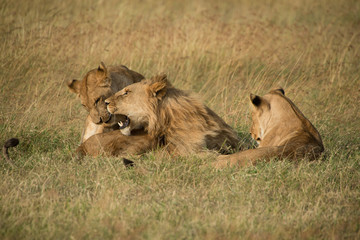 Lions