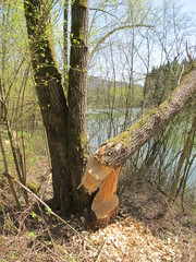 waldschäden vom biber
