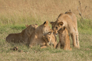 Fototapeta na wymiar lions