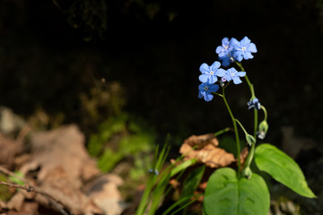 Creeping navelwort Omphalodes verna in the woods